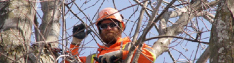 Out Of Your Tree, Property and Tree Care
